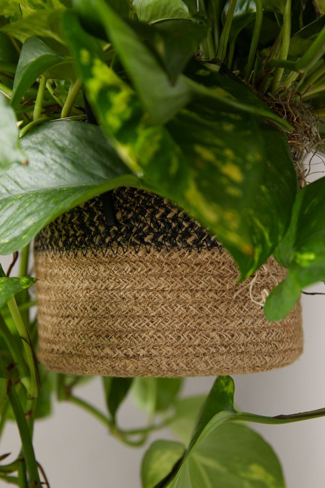 Pothos Plant, Hanging Jute Basket #3