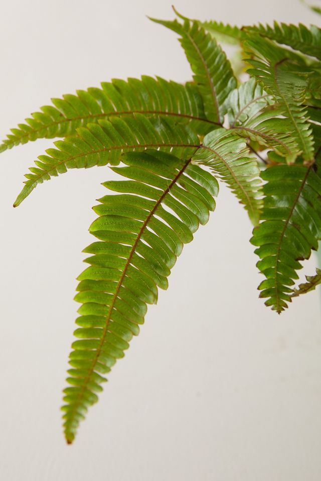 Tricolor Fern Plant #1