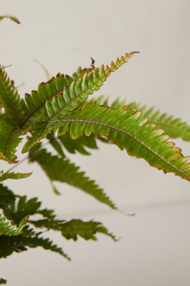 Tricolor Fern Plant #2