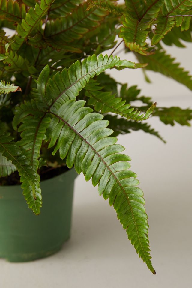 Tricolor Fern Plant #3