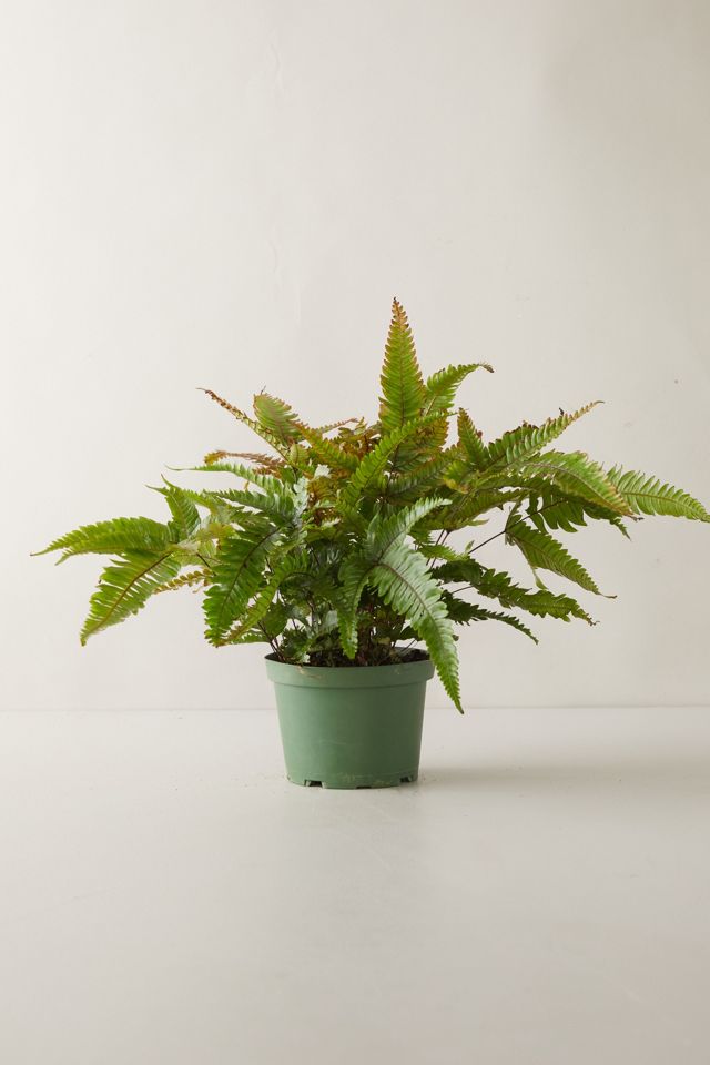 Tricolor Fern Plant