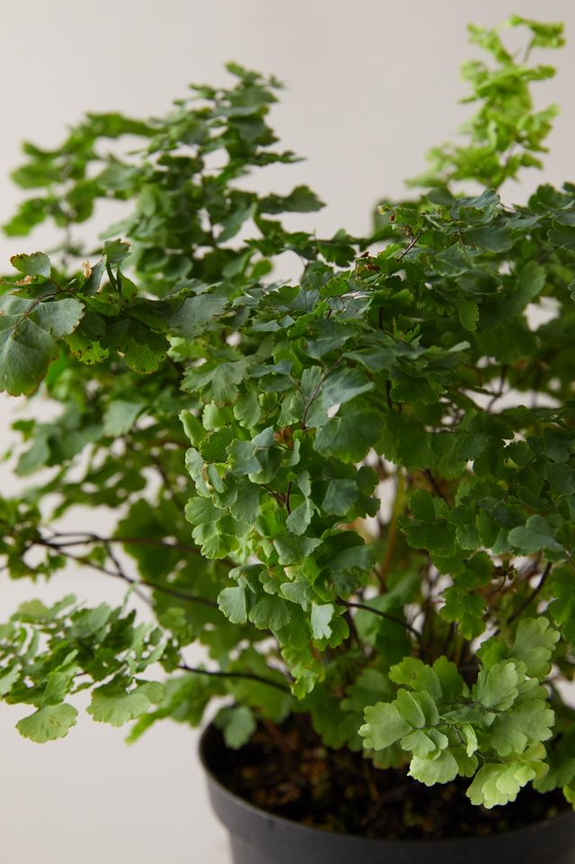 Pacific Maidenhair Fern #1
