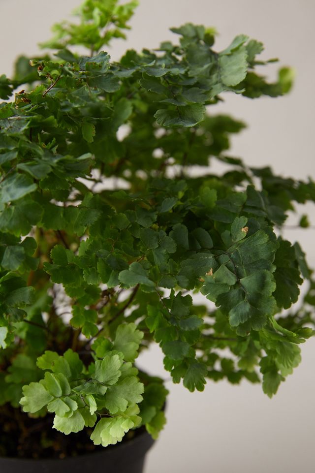 Pacific Maidenhair Fern #2