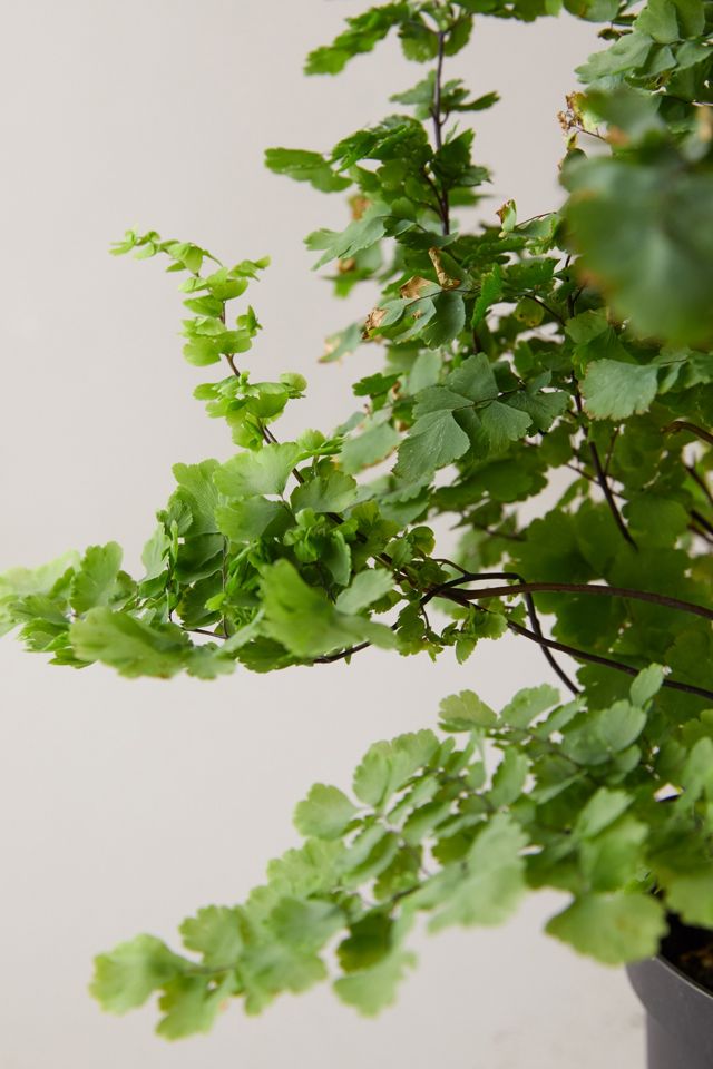 Pacific Maidenhair Fern #3