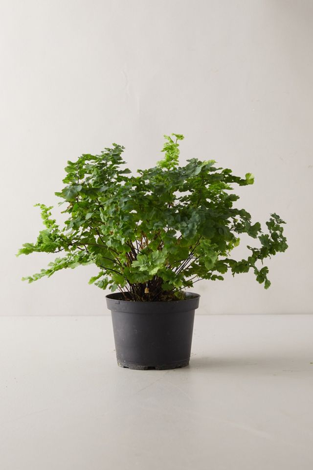 Pacific Maidenhair Fern