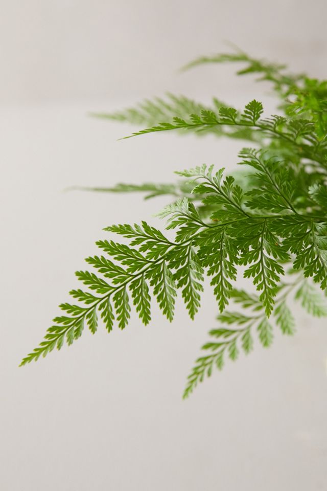 Rabbit Foot Fern Plant #1