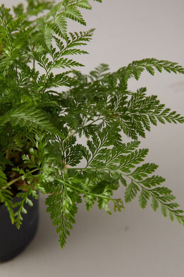 Rabbit Foot Fern Plant #2