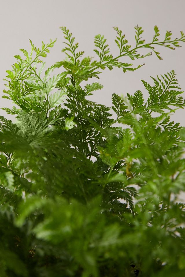 Rabbit Foot Fern Plant #3