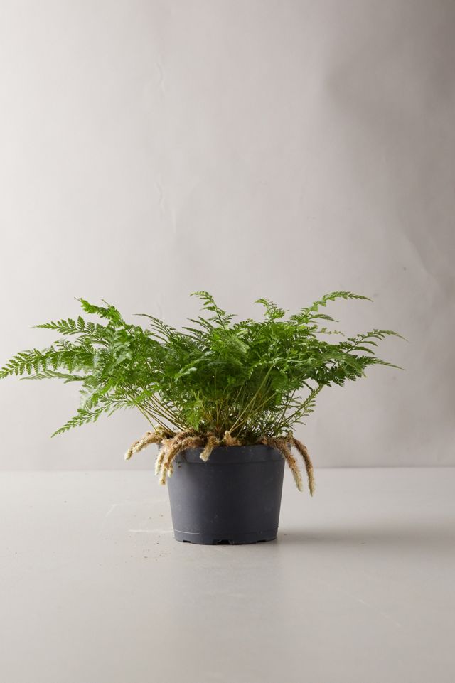 Rabbit Foot Fern Plant