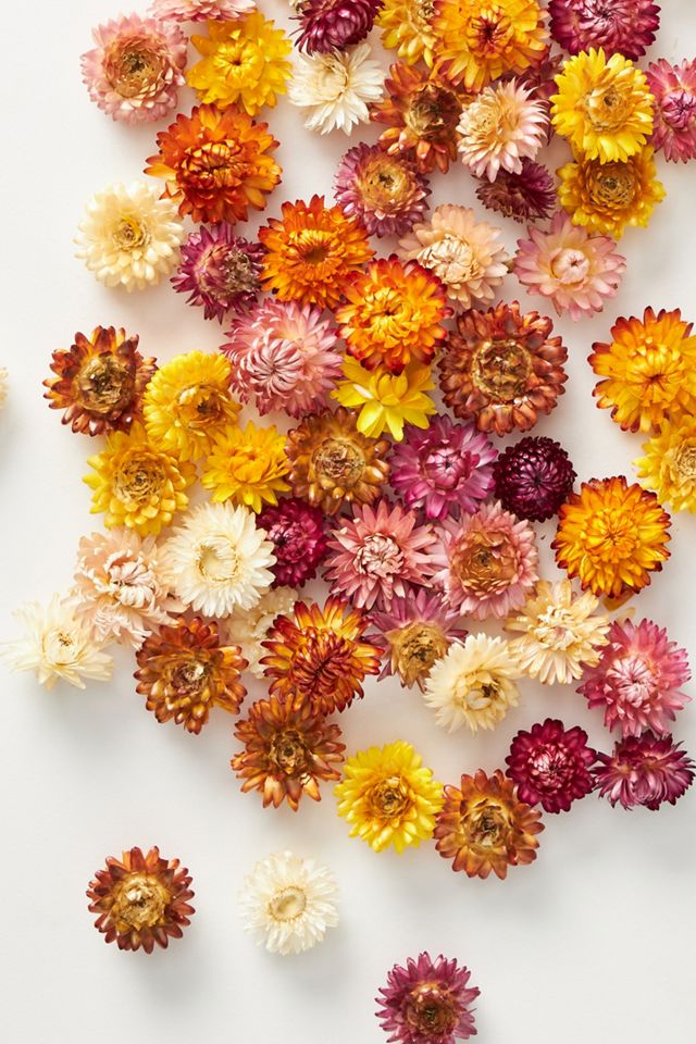 Dried Strawflowers #1