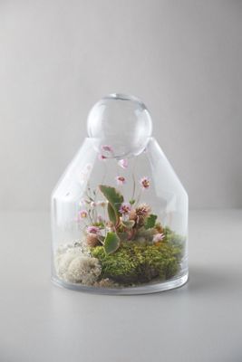 Tall Ball-Top Terrarium
