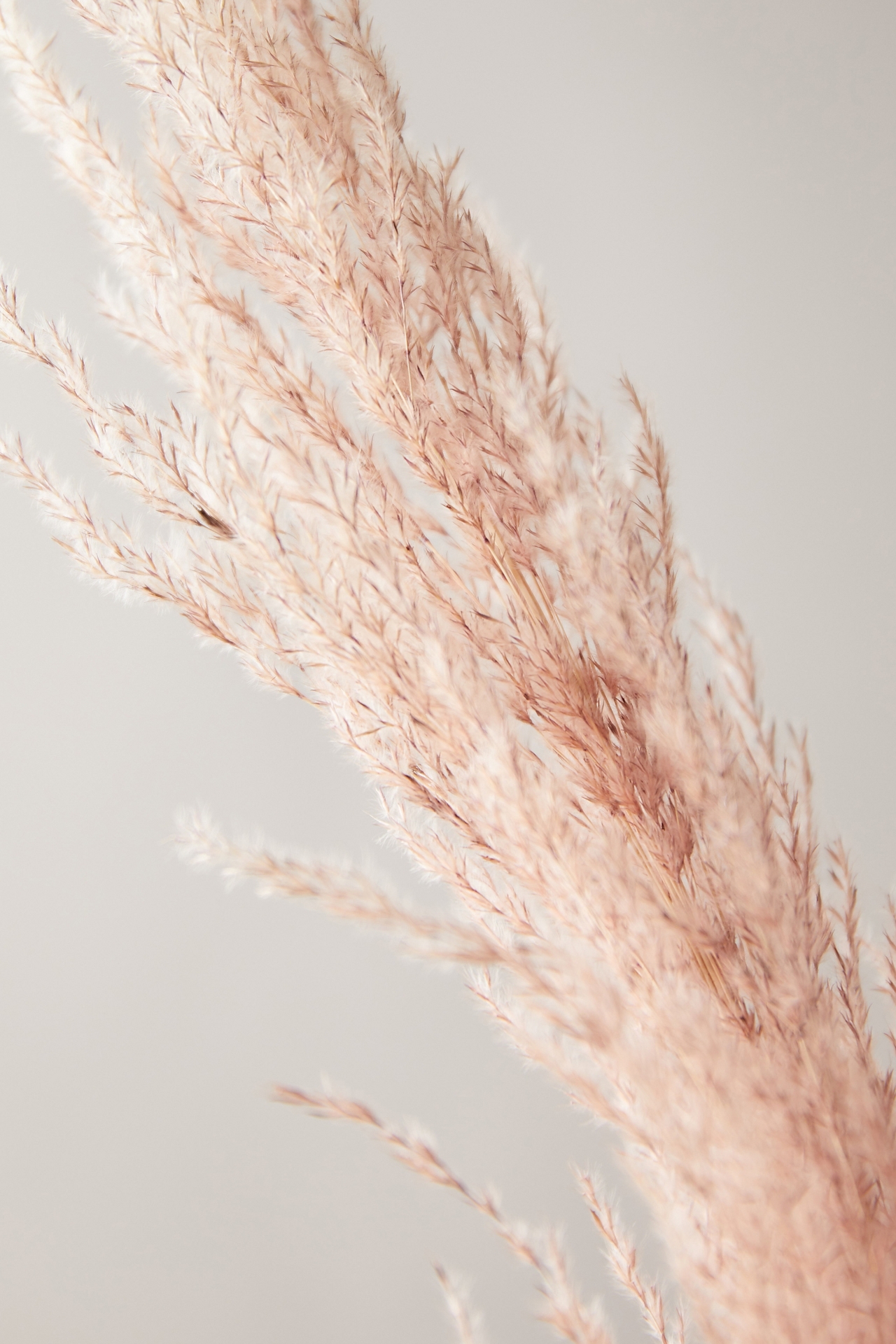 Dried Pampas Grass Bunch