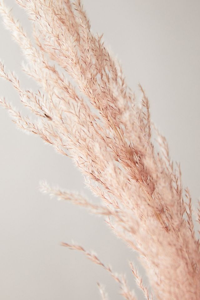 Dried Pampas Grass Bunch #1