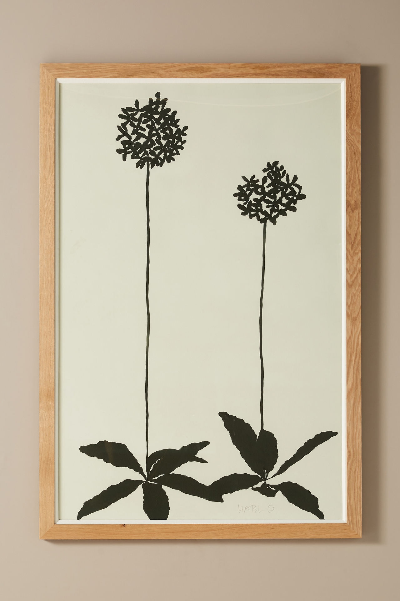 Allium Wall Art