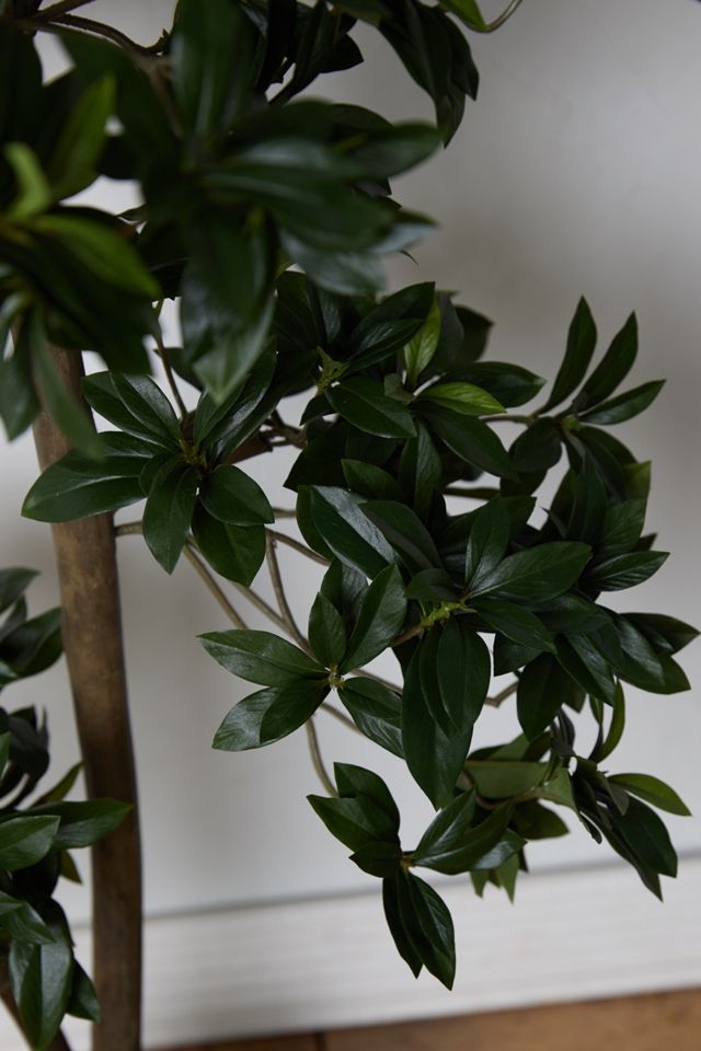 Faux Euonymus Japonicus Tree #1