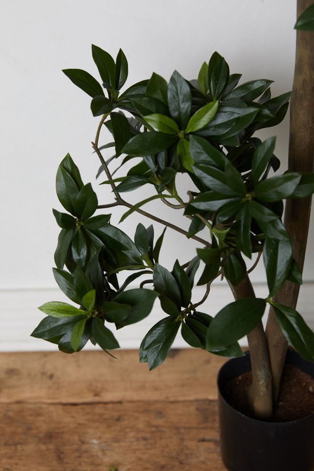 Faux Euonymus Japonicus Tree #2