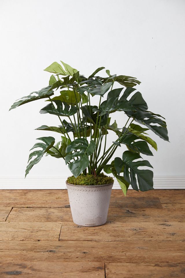 Faux Split Leaf Philodendron Plant #1