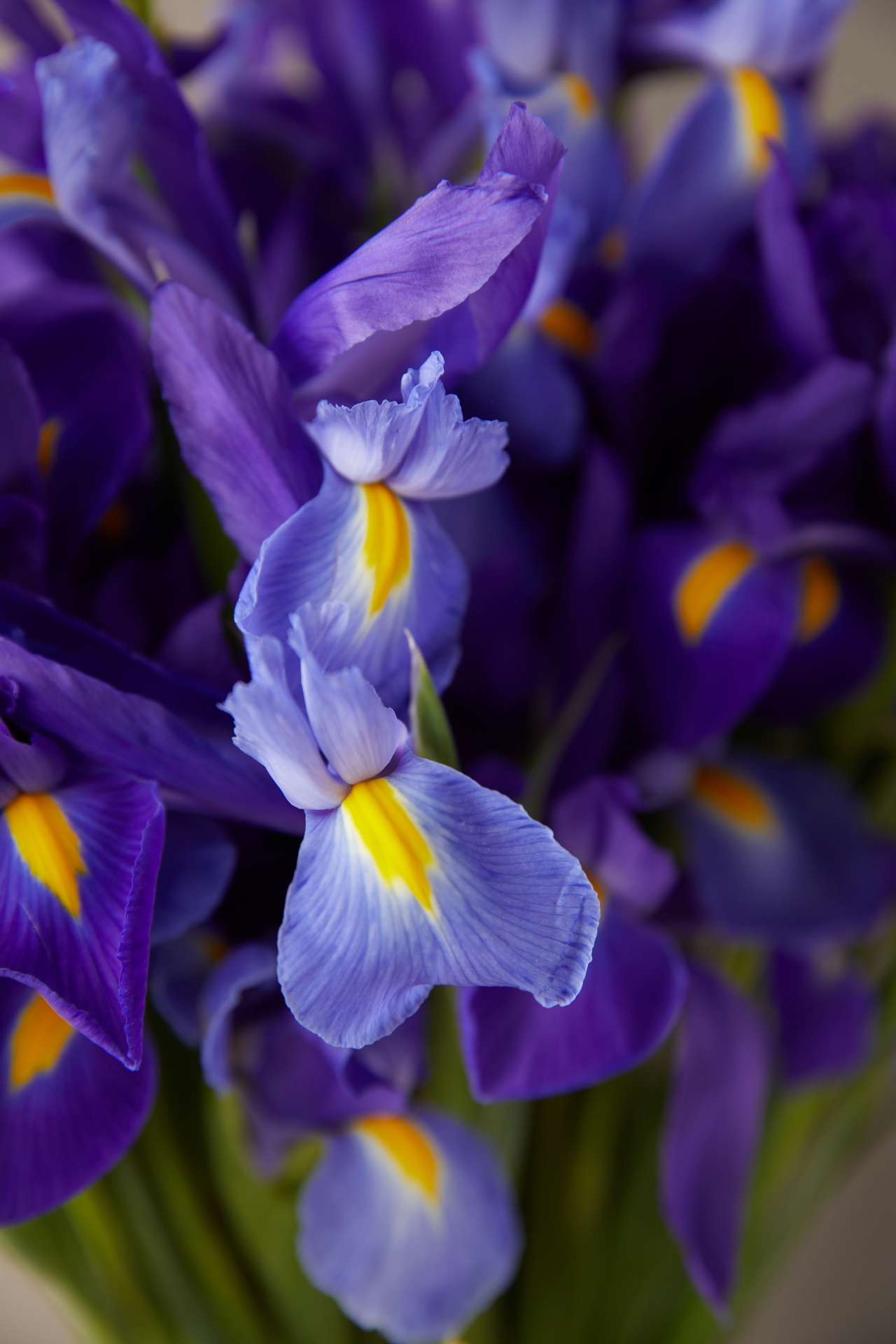 Fresh Iris Bunch