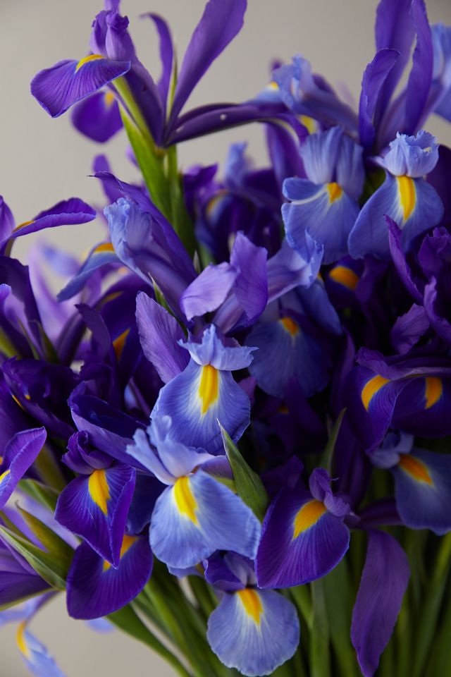 Fresh Iris Bunch #2