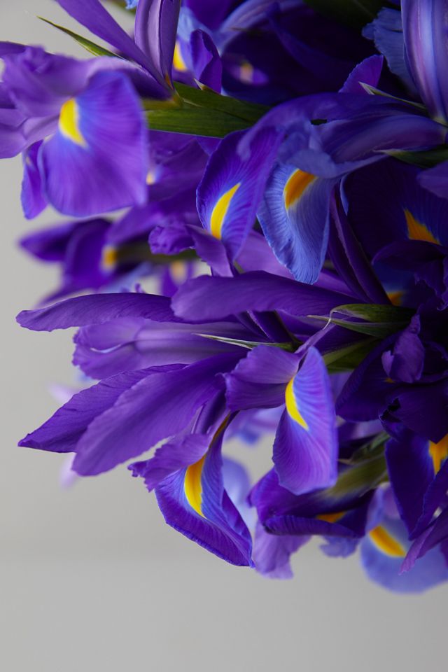 Fresh Iris Bunch #3
