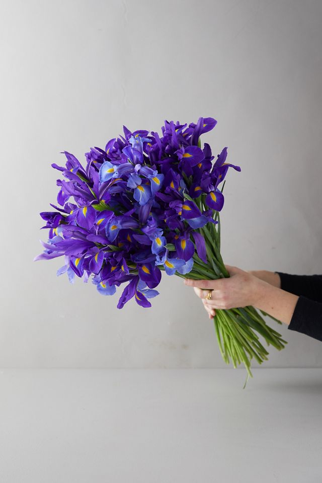 Fresh Iris Bunch #4