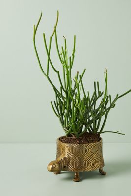 Turtle Planter
