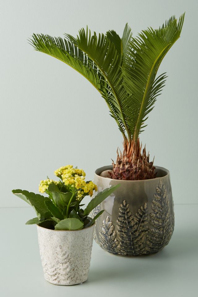 Fern Pot