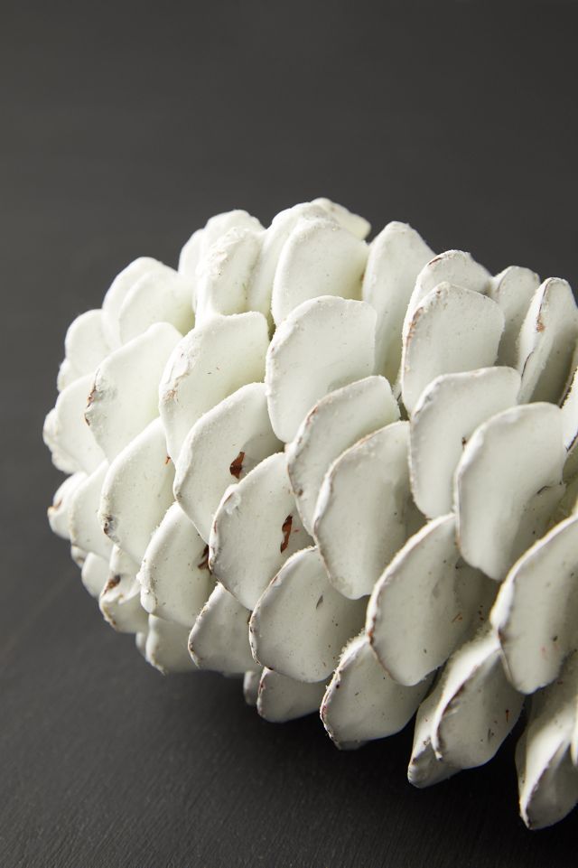 Waxed Sugar Pine Cone #2