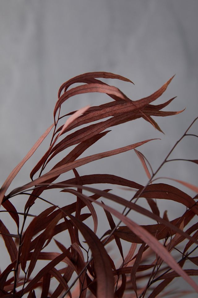Preserved Eucalyptus Nicoly Bunch #2