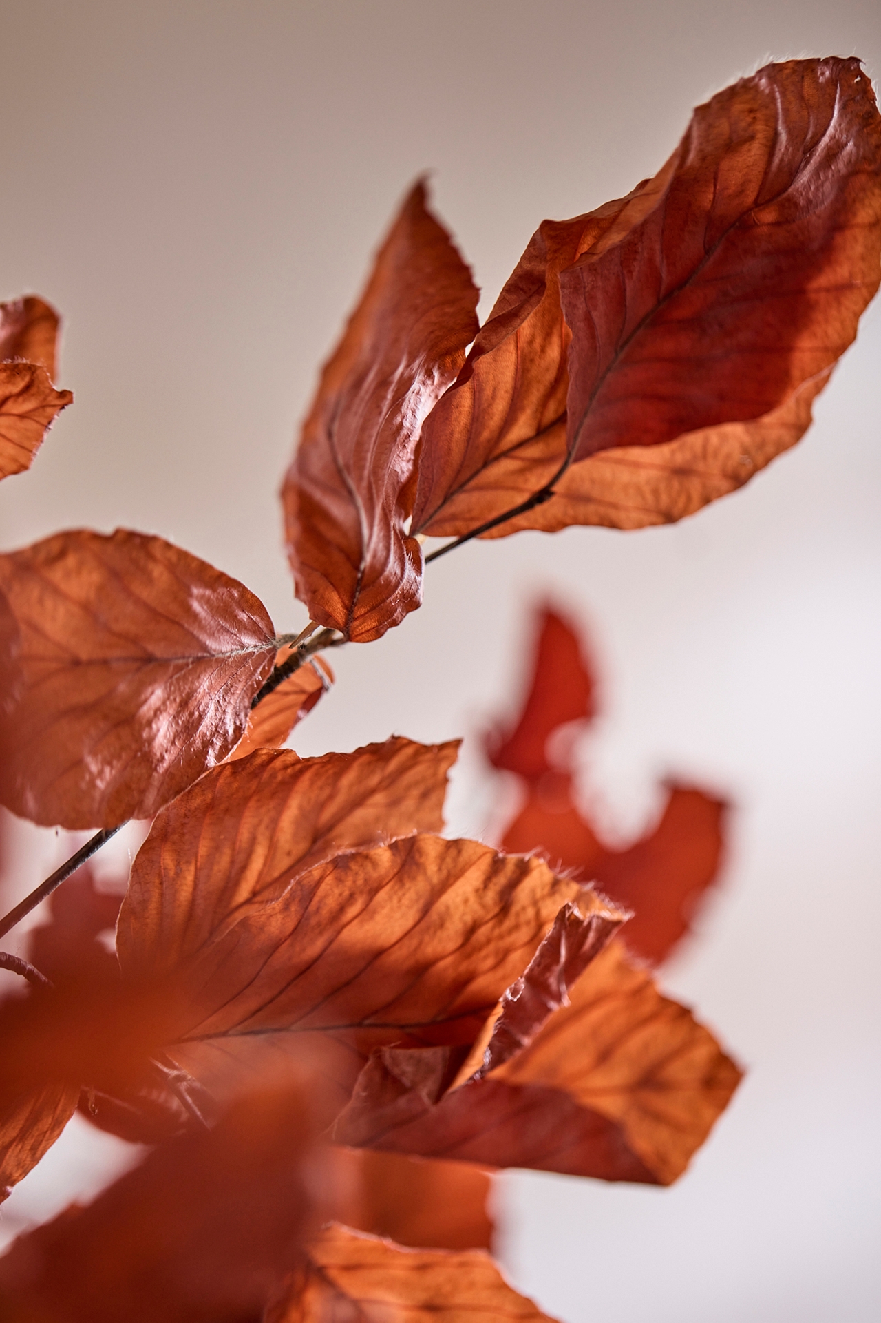 Preserved Beech Leaf Bunch