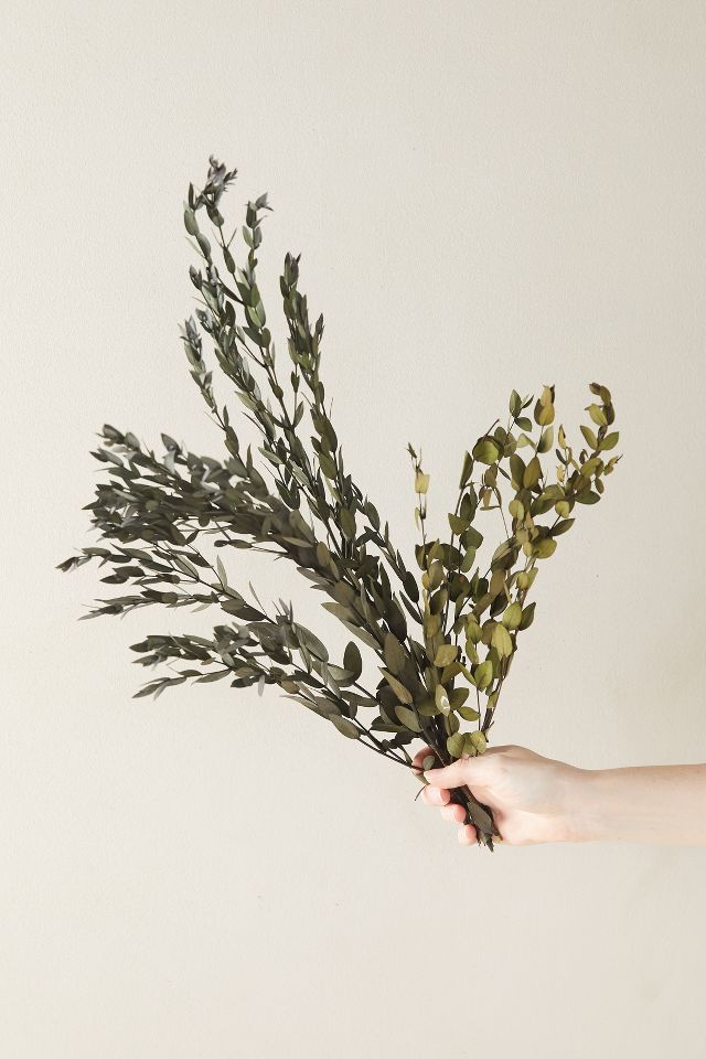 Preserved Parvifolia Eucalyptus Bunch #1