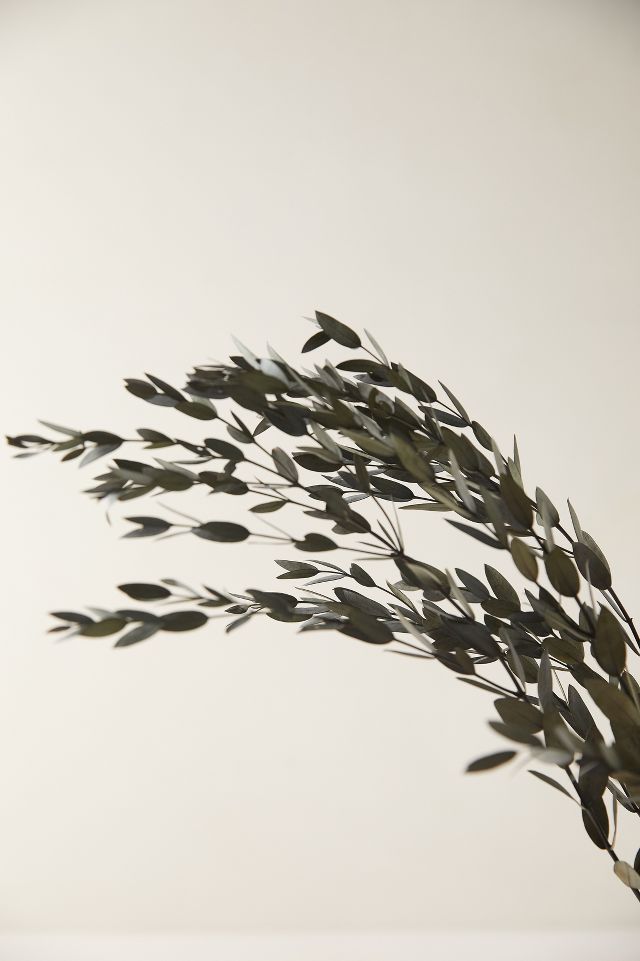 Preserved Parvifolia Eucalyptus Bunch #2