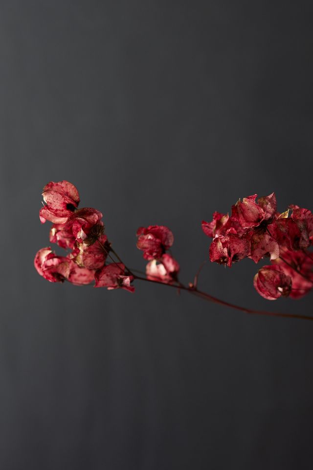 Preserved Bougainvillea Stem #1