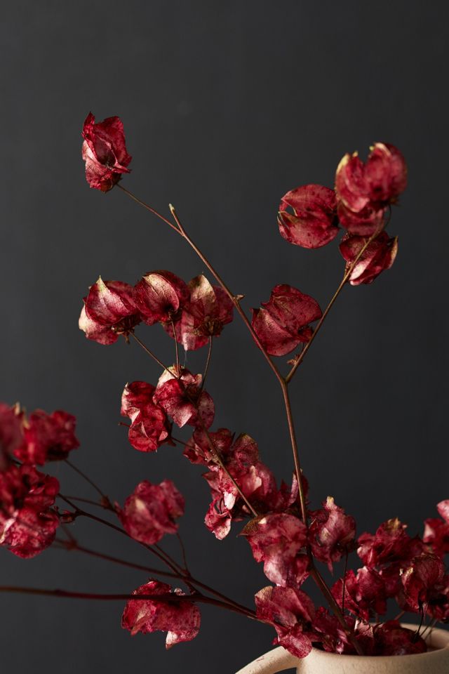Preserved Bougainvillea Stem #2