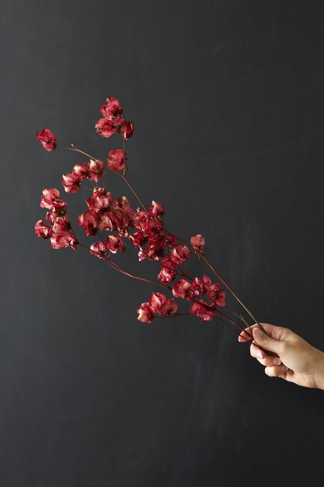 Preserved Bougainvillea Stem #3