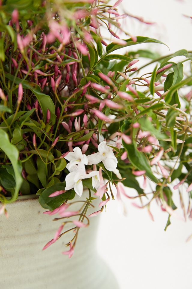 Fresh Jasmine Bunch #1