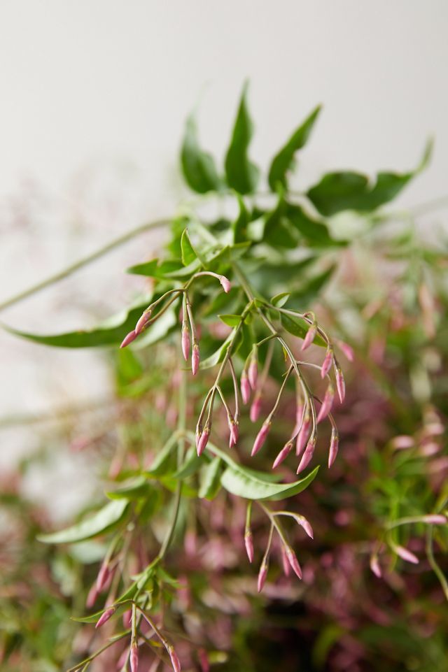 Fresh Jasmine Bunch #2