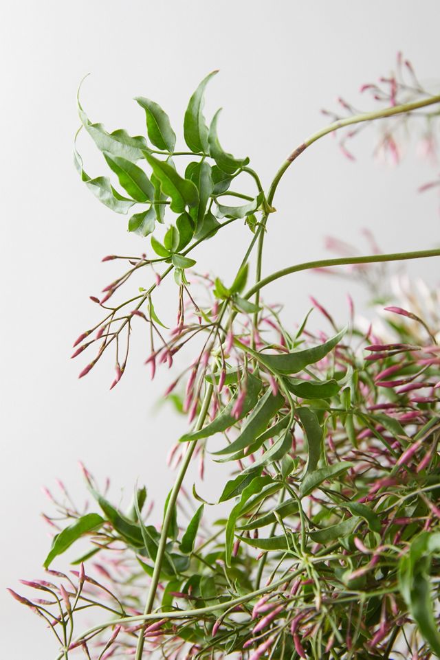 Fresh Jasmine Bunch #3