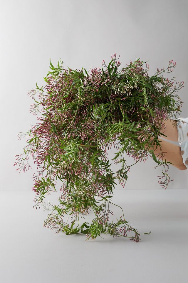 Fresh Jasmine Bunch #4