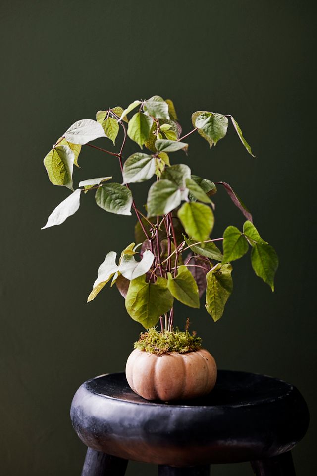 Ceramic Pumpkin Planter #4