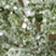 Green Pattern