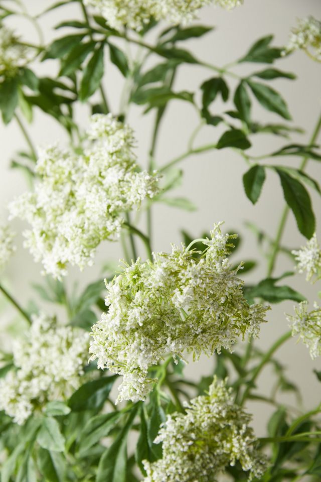 Faux Queen Anne's Lace Stems Trio White Houseplants in Green/White - The Sill