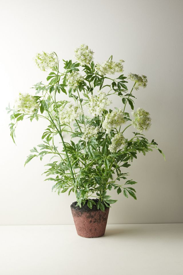 Faux Potted Queen Anne's Lace Plant