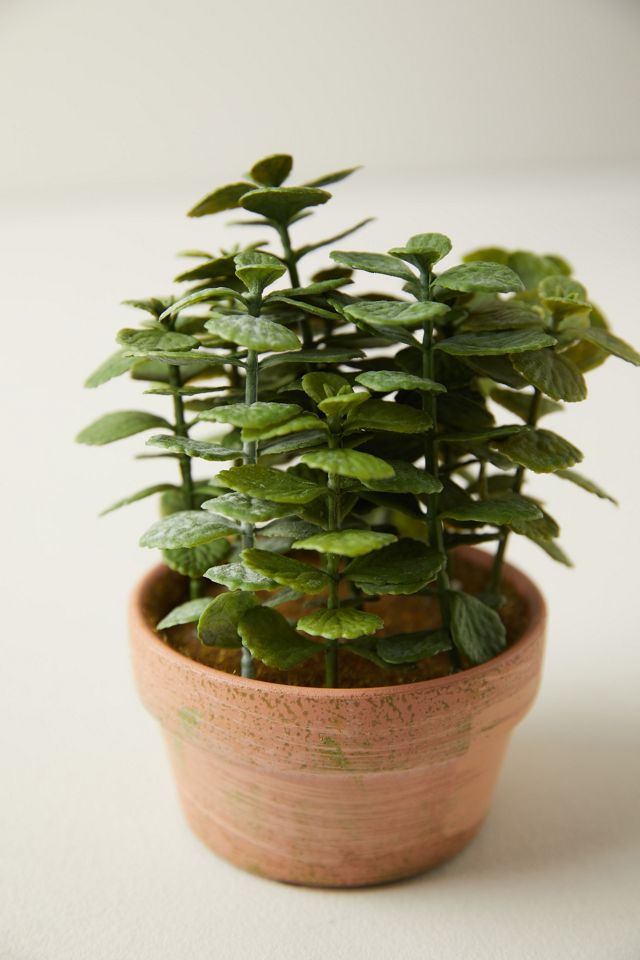 Faux Potted Jade Plant #1