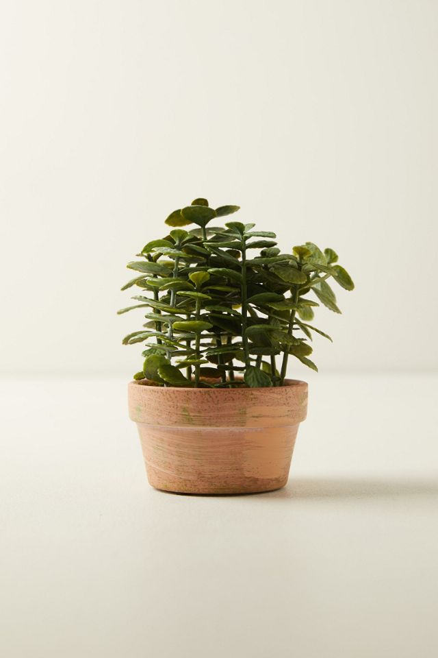 Faux Potted Jade Plant