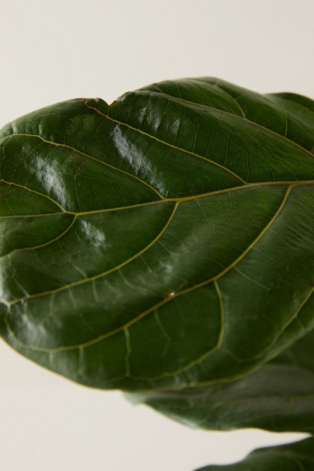 Fiddle Leaf Fig Plant #1