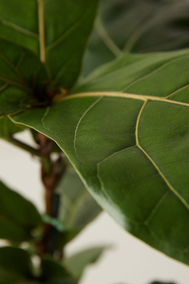 Fiddle Leaf Fig Plant #2