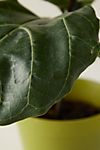 Fiddle Leaf Fig Plant #3