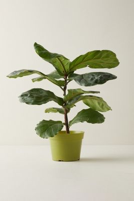 Fiddle Leaf Fig Plant