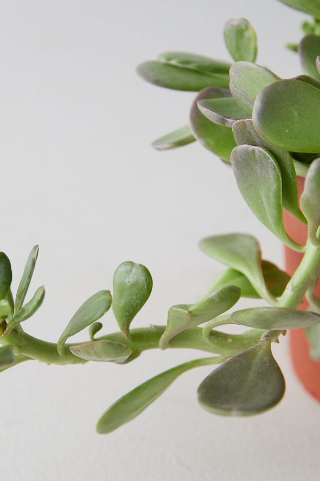 Trailing Jade Plant #2